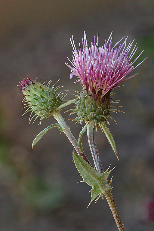 Bull Thistle & Bud   P O'Malley